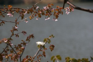 090509_sakuraookame